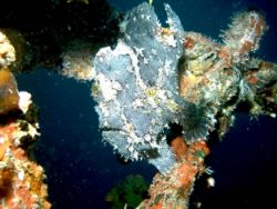 Frogfish. Kuda Giri Wreckdive @ 20+ meters. by Marc Ten Bruggen Cate 